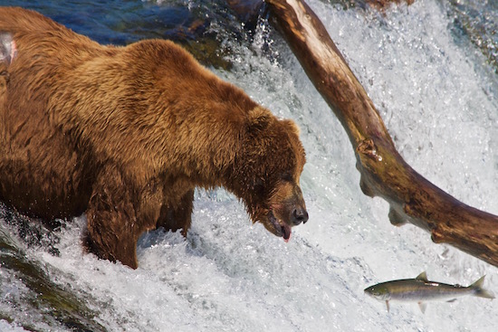 Alagnak River fishng report