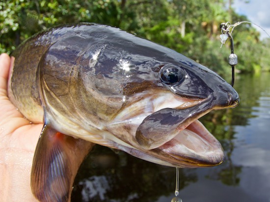 Paddle Fishing Central Florida Fishing Report