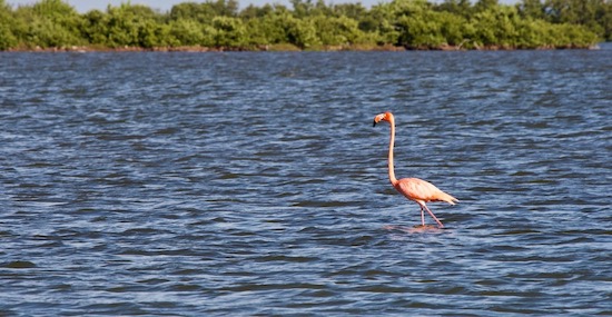 jacksonville paddle fishing report