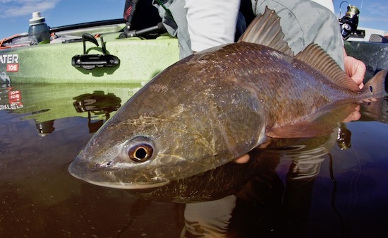 jacksonville paddle fishing report