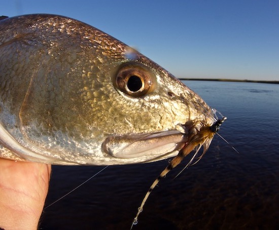 jacksonville paddle fishing report