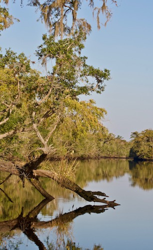 jacksonville paddle fishing report