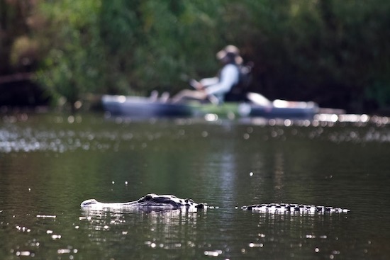 paddle fishing fishing report