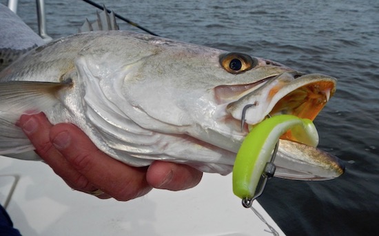 orlando fishing charter