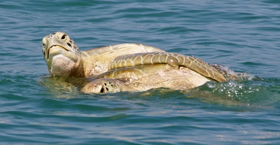 copulating sea turtles
