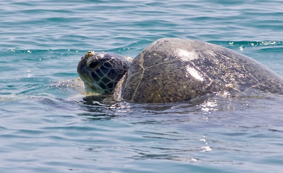 copulating sea turtles
