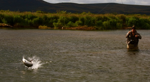 Leaping silver salmon