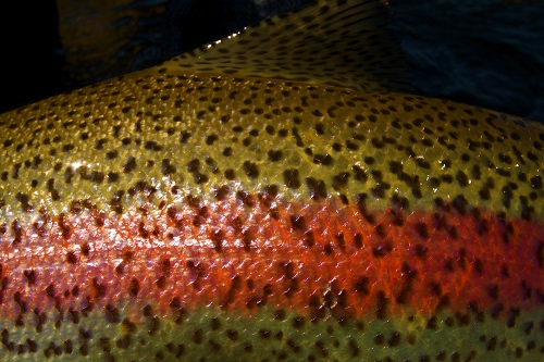 rainbow trout, detail 