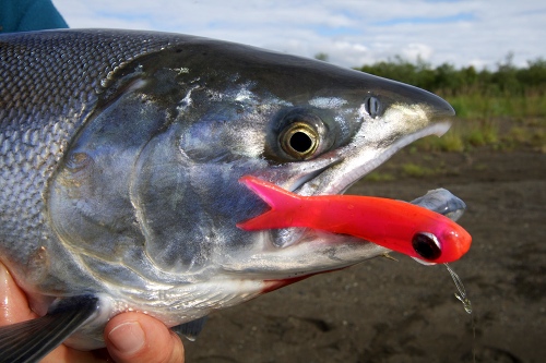 silver salmon