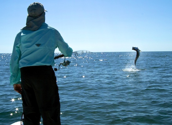 beach tarpon