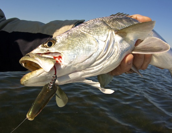 Summer Seatrout in Mosquito Lagoon