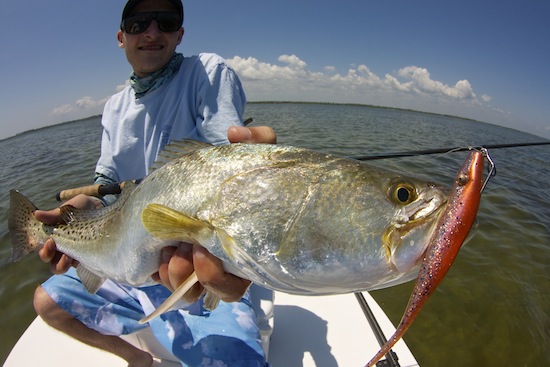 Mosquito Lagoon seatrout