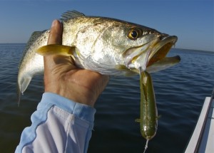 summer seatrout in mosquito lagoon