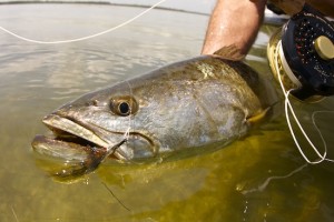 Summer Seatrout in Mosquito Lagoon