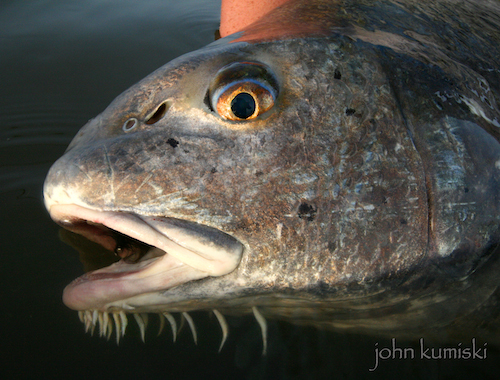 Fly Fish Banana River Black Drum