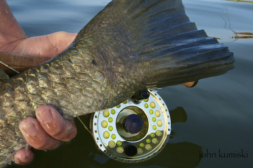 Fly Fish Banana River Black Drum