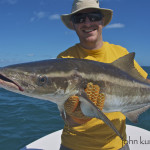 spring cobia fishing port canaveral
