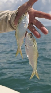 stinger rig with two menhaden