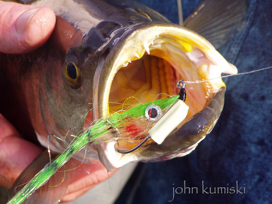 Selecting Successful Seatrout Flies- the spotted tail