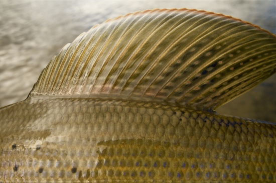 Note the lovely colors in this dorsal fin on a grayling.