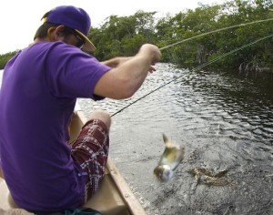 fly fish baby tarpon