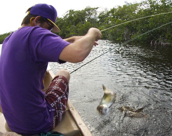 fly fishing for baby tarpon