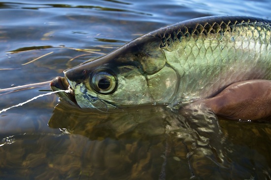 fly fishing for baby tarpon