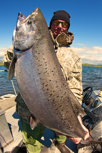 king salmon on fly