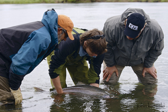 king salmon on fly