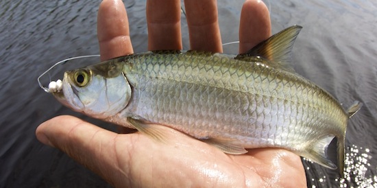 fly fishing for baby tarpon