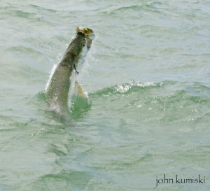 tarpon fishing pine island sound