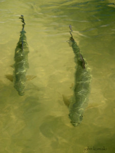 tarpon fly presentation