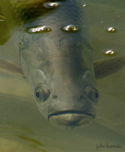 Tarpon- presenting the fly