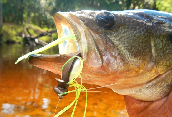 fly fishing for bass