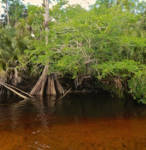 fly fishing bass orlando