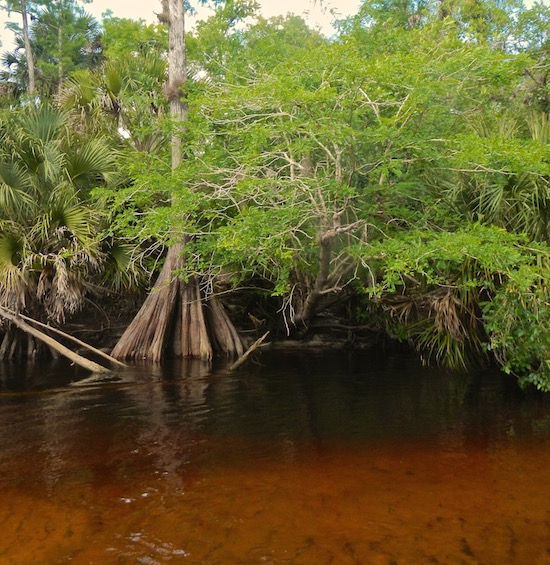 fly fishing for bass