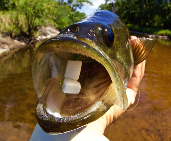 fly fishing for bass