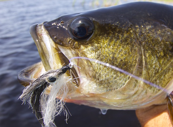 bass on streamer - Capt. John Kumiski's Spotted Tail Website