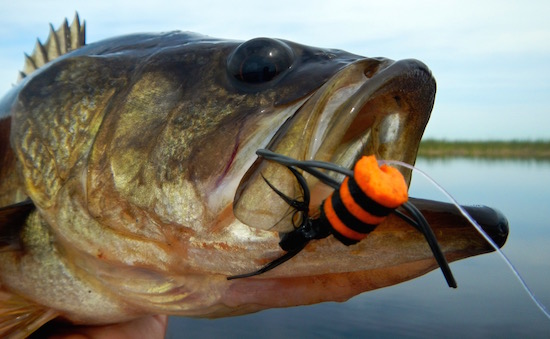 fly fishing for bass