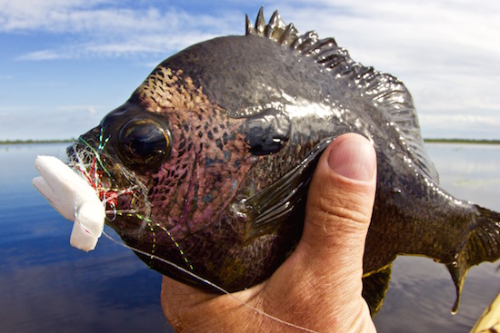 fly fishing for bass