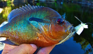 fly fishing bass orlando