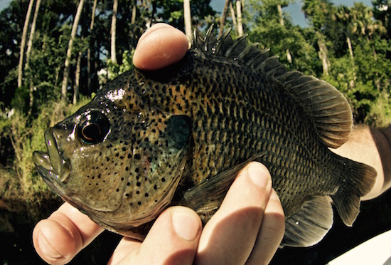 fly fishing for bass