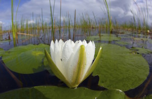 fly fishing bass orlando