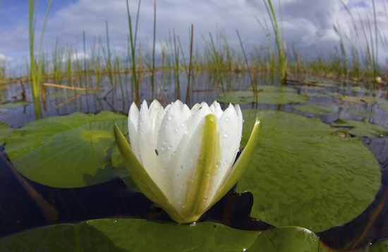 fly fishing for bass