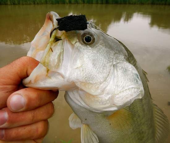 Fishing Featureless Ponds - Florida Sportsman