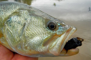 fly fishing florida retention ponds