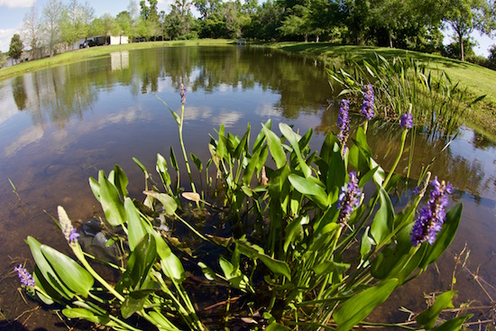 fly fishing florida retention ponds