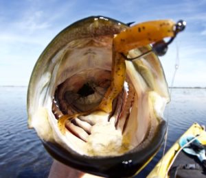 choosing effective fishing lures