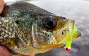 choosing effective fishing lures