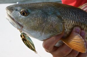 choosing effective fishing lures